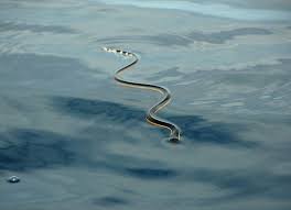 how sea snakes surrounded by salt water quench their thirst sea snake snake salt and water
