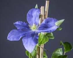Maybe you would like to learn more about one of these? Waldrebe Fujimusume Clematis Fujimusume Gunstig Online Kaufen