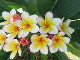 Plumeria Rubra Frangipani In 2020 Tropical House Plants Planting Flowers House Plants