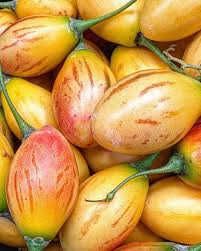 Image result for Solanum betaceum