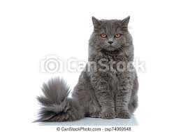 The british longhair is a mix of british shorthair and persian, offering the unique coat features of a persian and the temperament of a british shorthair. British Longhair Cat Sitting And Staring At Camera Calm Cute British Longhair Cat With Gray Fur Sitting And Staring At Canstock