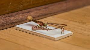 How To Properly Set A Mouse Trap Mouse Traps Traps Catch A Mouse