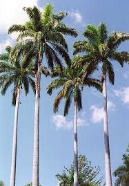 Image result for Roystonea