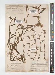 Image result for Cyanotis axillaris