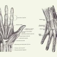 Human anatomy for muscle, reproductive, and skeleton. Human Hand Anatomy Dual View Vintage Diagram Drawing By Vintage Anatomy Prints