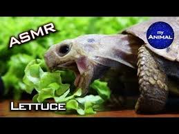 Tortoise Eating Lettuce Asmr Animals Cute Tortoise Turtle 22 Youtube Cute Tortoise Tortoise Turtle Tortoise