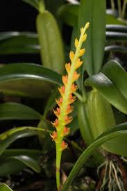 Image result for Bulbophyllum scaberulum