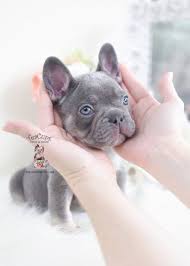 Looking for french bulldog puppies for sale? Bulldog Dogsofinstagram Dog Frenchie Dogs Bulldogsofinstagram Frenchbulldog Puppy Englishbulldog French Bulldog Puppies Bulldog Puppies Teacup Puppies