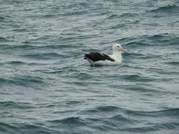 Image result for Erythrocephalum decipiens