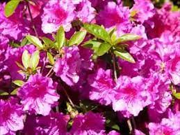Girard S Fuchsia Azalea Rhododendron Spp A A A Girard S Fushiaa A A Pnw Plants Plants Landscaping Plants Azaleas