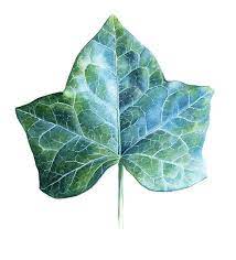 Watercolor Illustration Ivy Leaf Watercolor Illustration Watercolor Leaves Ivy Leaf