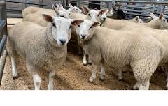 Store Lambs