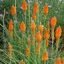 Image result for Kniphofia grantii