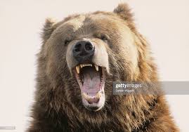 Bear Google Search Grizzly Bear Photography Grizzly Bear Bear Attack