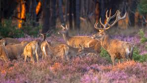 Leading provider of animal control & pest control services in se wisconsin since 1988. Deer Removal And Control Westchester Ny Chaos Wildlife Of Westchester