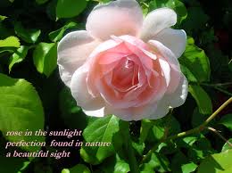 * * * revised on 4/13/13. Flower Haiku My Poetic Path