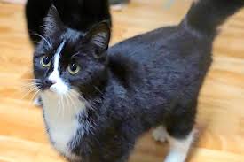 Lotte und rosa suchen ein gemeinsames neues zuhause. Katzen Suchen Neues Zuhause Neustadt In Holstein Der Reporter