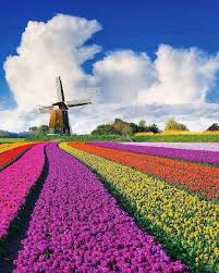 Kadaster shares knowledge on land administration and geo information with other countries. Forasteiros On Instagram Paisagem Tradicional Da Holanda Campo De Tulipas Um Lugar Coloridissmo Quem Voce Lev Nature Photography Beautiful Places Nature
