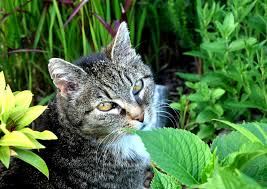 Maybe you would like to learn more about one of these? How To Keep Cats Away From Your Garden Natural Tips