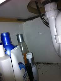 Island environmental pest control of palm beach, inc is a locally owned and operated company that values honesty and very knowledgeable and professional. Building Pest Inspections Gold Coast Tweed Heads Pre Purchase Pest Inspection