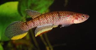 Image result for Hypoxis bampsiana