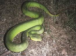 Snakes that have venom have modified salivary glands. Asian Snakes Springerlink