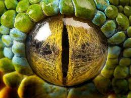 The term snake eyes probably comes from the appearance of the single black dot in each die. The Animal Eyes Have It Animal Close Up Close Up Photography Eye Close Up