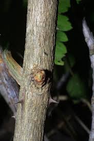 Image result for Zanthoxylum