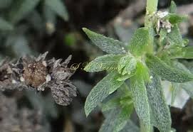Image result for Euploca strigosa