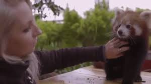 A closeup of a red panda lying on the ground covered in the snow in hokkaido in japan. An Adorable Baby Red Panda Enjoys A Yummy Morning Belly Tickle From His Favorite Human