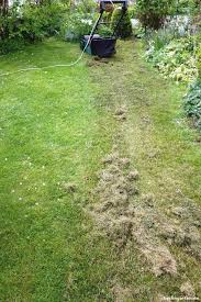 Richtig Vertikutieren Und Den Rasen Optimal Pflegen In 2020 Richtig Vertikutieren Vertikutieren Rasen Dungen Fruhjahr