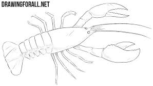 Check spelling or type a new query. How To Draw A Crayfish