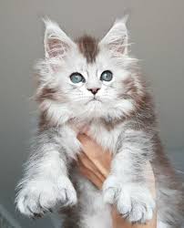 Pin On Maine Coon Cats