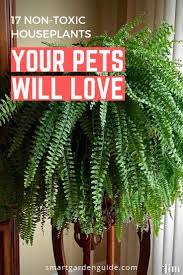 If You Re Looking For A Non Toxic Fern Safe For Cats And Other Pets The Boston Fern Is A Great Choice I V Houseplants Safe For Cats Smart Garden Houseplants