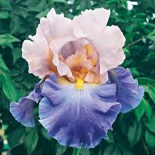 Pin On Gardening