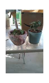 However, overwatering can be dangerous because too this plant thrives in a soil richer than it's typically used for cacti. What S Wrong With My Schlumbergera Truncata Christmas Cactus