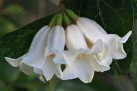 Image result for Rothmannia globosa