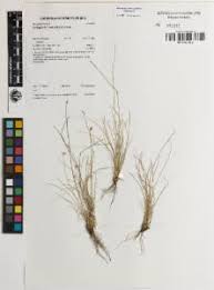 Image result for Abildgaardia