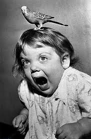 What type of macaw makes the best pet for a small family?