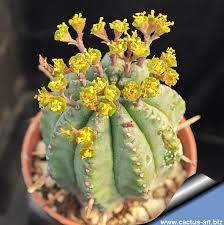 Image result for Albuca sp. no. 1