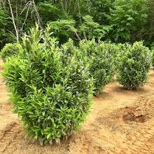 This columnar plant grows to 10 feet and is typically referred to as the dwarf laurel. prunus caroliniana: Buy Skip Laurel Online Bay Gardens Online Nursery