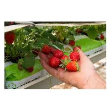 Liste Des Produits Pour Consommer Local Autour De Vanault Les Dames 51340 Fruits Fruits Rouges Locavor Fr
