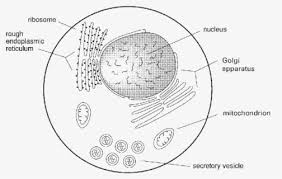 Free Nucleus Clip Art With No Background Page 2 Clipartkey Vector image a simple nerve cell or neuron n is the nucleus of the cell, vintage line drawing or engraving illustration. can be used for personal and commercial purposes according to the conditions. clipartkey