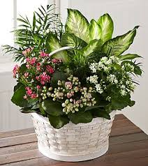 Send flowers, bouquets, plants and gifts for every occasion. Flowers Online Ftd Com Send Flowers Plants Gifts Same Day Flower Delivery Basket Flower Arrangements Plants Flowers Online