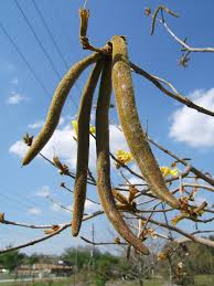 See more ideas about seeds, seed pods, pods. Tabebuia Chrysotricha Pictures Trees And Power Lines Edward F Gilman Uf Ifas
