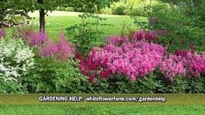 Old Ironsides Astilbe Collection From White Flower Farm White Flower Farm Astilbe Garden Help