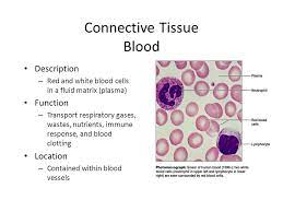 Pin On Anatomy