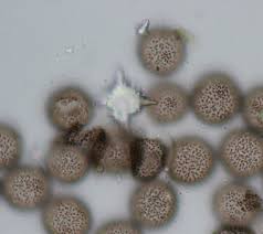 Image result for Melanospermum