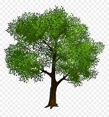 Try to search more transparent images related to tree png | , page 2. Tree Clipart Trees Vector Clip Art Tree Photo Graphics Tree With Transparent Background Hd Png Download Vhv