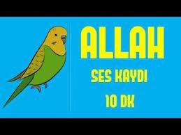 pin on igne isi